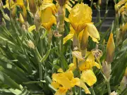 Irises: Rainbow Goddess Flowers Reach Heavenly Peak in June