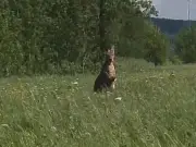 Kangaroo on the Loose in Montreal's South Shore: SPCA Responds