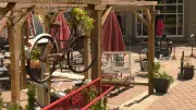 La Cité francophone Brings Back Patio Music Concerts in Edmonton