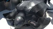Leatherback Sea Turtles Tagged Off Nova Scotia Found Nesting Near Equator