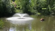 Life-Sized Hippopotamus Sculpture Finds Permanent Home in Fredericton Pond