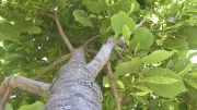 London explores municipal tree nursery for cheaper native species
