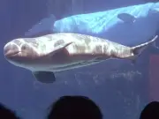 Marineland Beluga Whales to Be Relocated to US and Spain Under Federal Plan