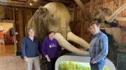 Massive Mastodon Fossil Finds Permanent Home in New Brunswick