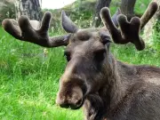 Metro Vancouver man fined nearly $7,000 for poaching a moose