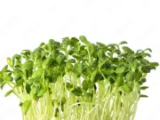 Microgreens: More Than a Garnish – Adding Flavor and Color to Dishes