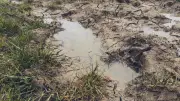 Missing Minnesota Woman Found Alive Stuck in Mud Puddle After 3 Days