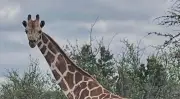 Missing Texas Giraffe Gracie Found Safe After Two-Week Ordeal