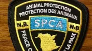 N.B. SPCA seeks witnesses after dog dragged behind vehicle