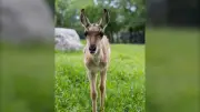 New Baby Pronghorn Introduced at Assiniboine Park and Zoo in Winnipeg