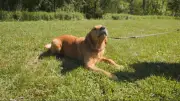New Dog Park Opens in Embro, Ontario Behind Ball Diamond