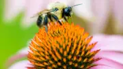 New Gardening Book Helps Maritimers Boost Backyard Ecosystems with Native Plants