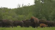 New Generation of Bison Arrives at Batoche, Reviving Indigenous Heritage