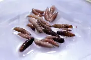 New World Screwworm Case Confirmed in US: Is Canada at Risk?