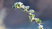 Nova Scotia Greets June with Frost Warnings, Mixed Weather Ahead