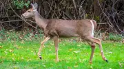 Ontario Woman Convicted for Dog Roaming Crown Land, Killing Deer