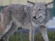 Ottawa Closes Orléans Park After Coyote Attack on Teen