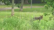 Ottawa Closes Orléans Park After Coyote Attack on Visitor