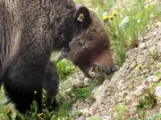 Parks Canada Creates No-Stopping Zone to Prevent Bear Jams on Bow Valley Parkway