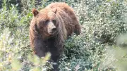 Poaching Suspect Sought After Grizzly Bear Found Shot Dead Near Sundre