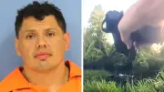 Police body cam shows impaired suspect hiding in swamp as alligator attacks