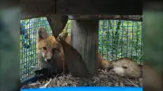 Prairie Wildlife Rehabilitation Centre to Close Doors in Winnipeg