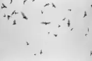Rabies-Positive Bat Found in Dunnville Prompts Public Warning