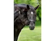 RCMP Name the Foal Contest Winners Announced for 2026 Foals