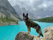 RCMP Police Dog Seriously Injured in Pursuit of High River Robbery Suspect