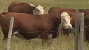 Saskatchewan Cattle Tracking Rules Paused After Rancher Concerns