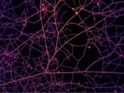 Scientists Map Quadrillion-Mile Fungal Web Beneath Earth's Surface