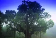 Sherwood Forest's 1,200-Year-Old Major Oak Dies, Linked to Robin Hood