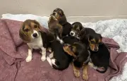 Six Beagle Puppies Rescued After Abandonment in Ramara Township