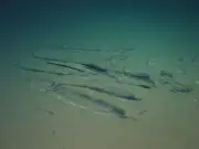 Submersible Ride Reveals Vast Whale Graveyard with More Than Just Bones