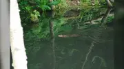Surrey Resident Cleans Up Garbage to Protect Local Beaver