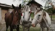 Teen Arrested for Injuring 3 Competition Horses in Las Vegas
