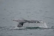 Three More Grey Whales Found Dead on B.C. Coast in June