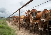 Two New Deadly Screwworm Cases Detected in U.S. Cattle and Dog