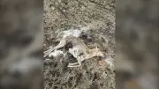 Two Pronghorn Deer Shot and Left to Waste Near Wilkie, Saskatchewan