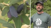 Unique Berry Variety Thrives at Simcoe County's Tiny Acres Farm