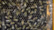 University of Guelph Opens New Honey Bee Research Centre to Expand Pollinator Research