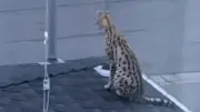 Vancouver Police Called After Escaped Serval Found Under Porch