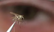 West Nile Virus Found in Mosquitoes in B.C.'s Sea to Sky Region