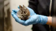 Wildlife Rescue Urges Public: Don't Rescue Healthy Bunnies