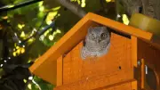 Windsor Man's Owl Cameras Capture Another Generation Taking Flight