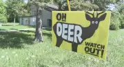 Winnipeg Students' Deer Warning Sign Project Becomes Official City Signage