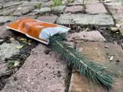 Yorkton Offers Free Tree Seedlings for 20th Year of Program