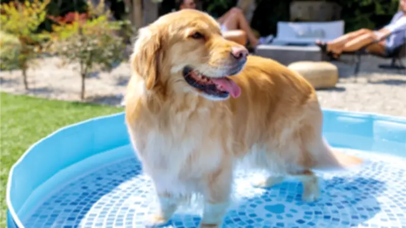 19 Best Summer Dog Products: Keep Your Pup Cool, Safe, Happy