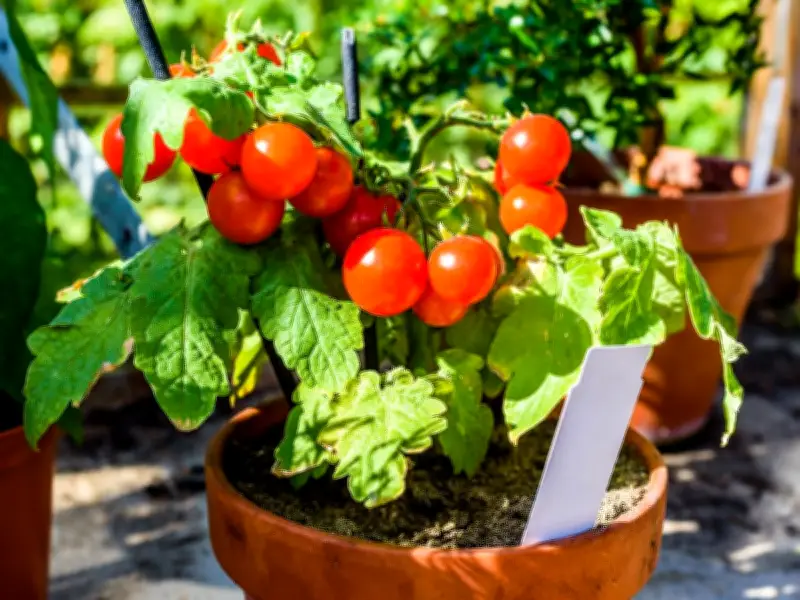 Beware of Overwatering Potted Tomatoes: Expert Tips for Healthy Plants