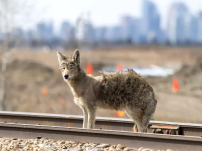 Boy, 2, Bitten on Face by Coyote in Latest Whitby Attack